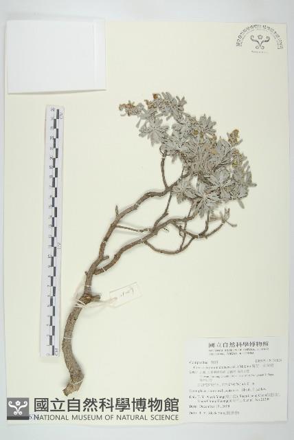 蘄艾、芙蓉菊藏品圖，第1張