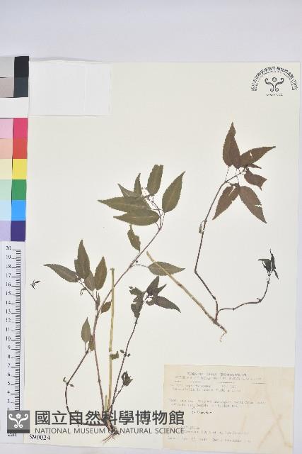 山靛藏品圖，第1張