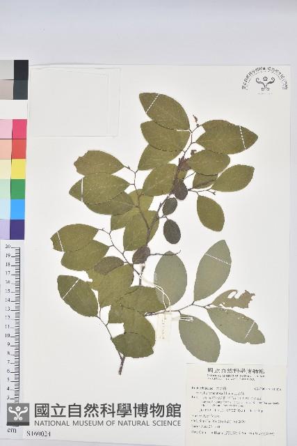 土密樹藏品圖，第1張