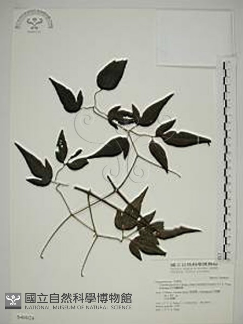巴氏鐵線蓮藏品圖，第1張