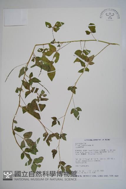 平伏莖白花菜、成功白花菜藏品圖，第1張