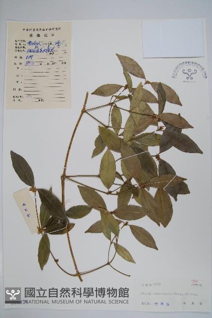 海南鏈珠藤藏品圖，第1張