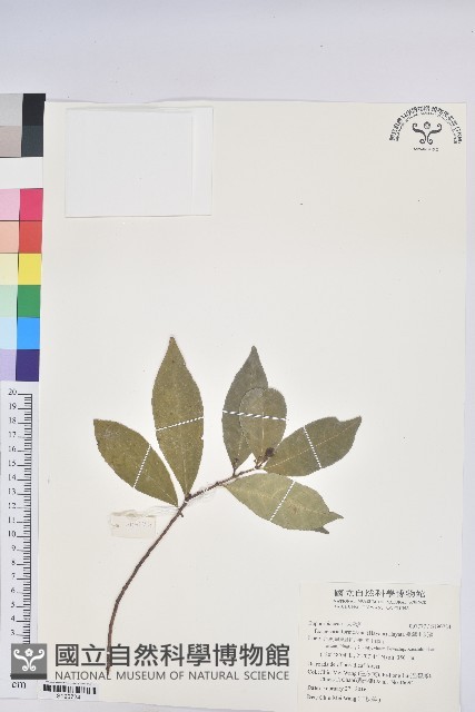 臺灣土沉香藏品圖，第1張