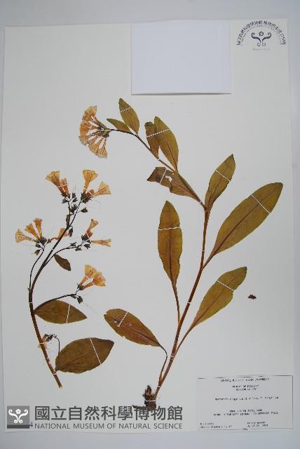 登錄號:S080724藏品圖，第1張