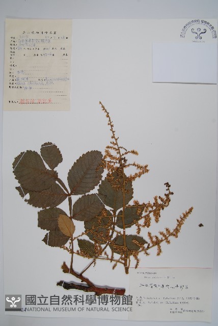 鹽膚木藏品圖，第1張