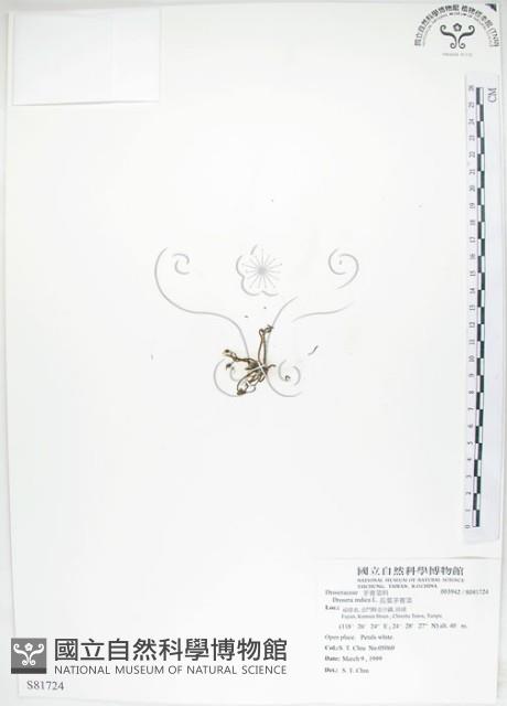 長葉茅膏菜藏品圖，第1張