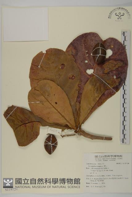 欖仁藏品圖，第1張