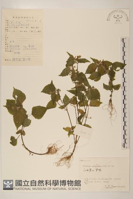 粗毛小米菊藏品圖，第1張