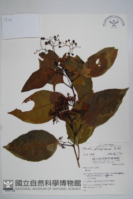 蘭嶼厚殼樹藏品圖，第1張