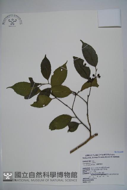 臺灣糊樗藏品圖，第1張