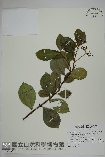 蘭嶼絡石藏品圖，第1張