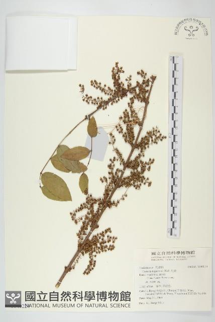 馬桑藏品圖，第1張