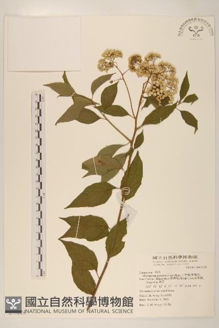 Accession Number:S070224 Collection Image, Figure 1, Total 2 Figures