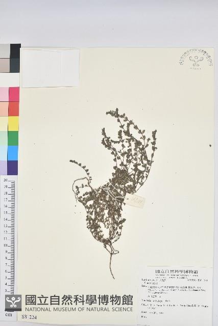 登錄號:S081224藏品圖，第1張