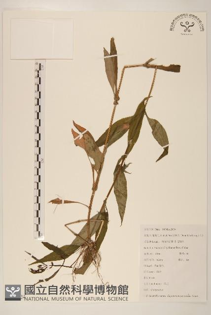 佩蘭、澤蘭藏品圖，第1張