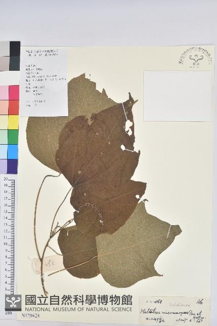 小果野桐藏品圖，第1張