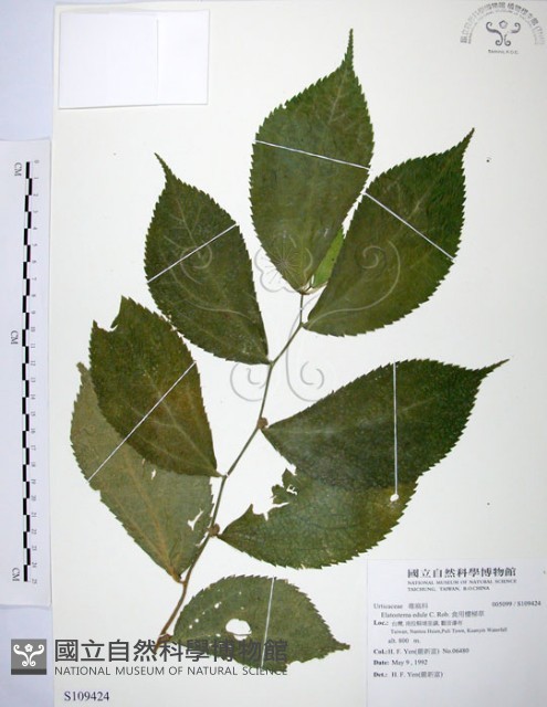食用樓梯草藏品圖，第1張