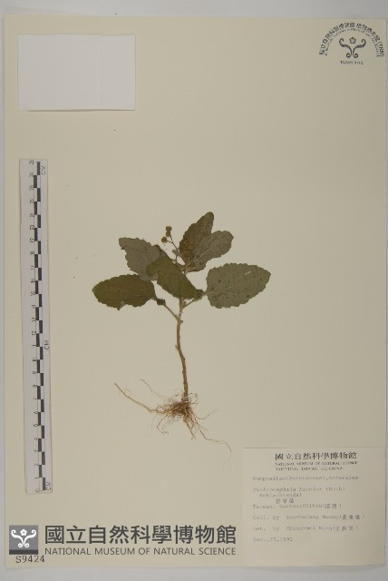 茯苓菜藏品圖，第1張