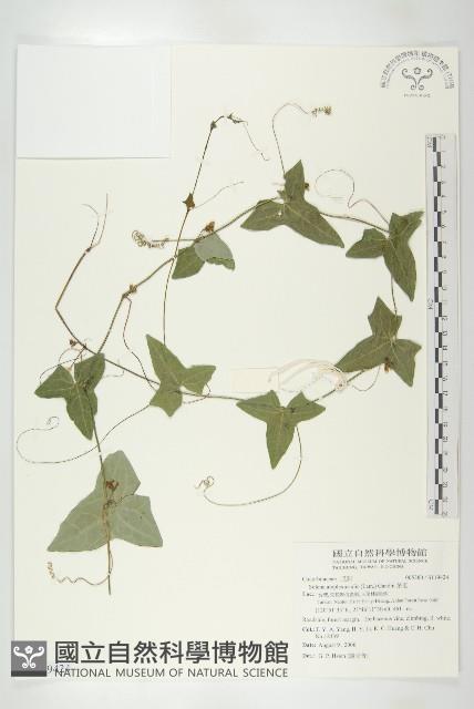 茅瓜藏品圖，第1張