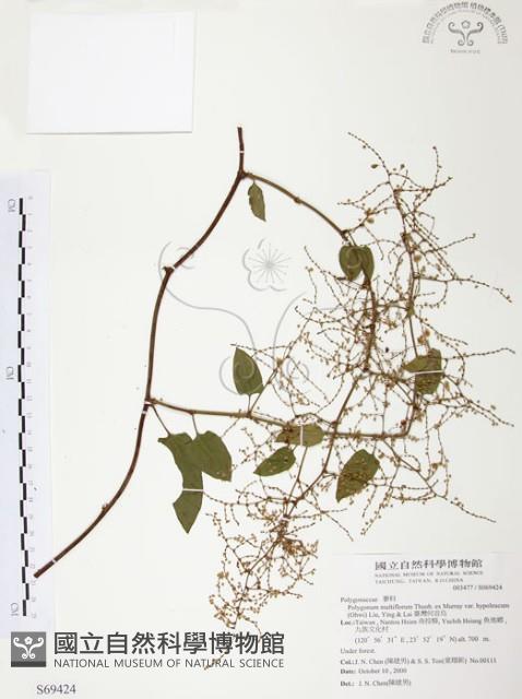 臺灣何首烏藏品圖，第1張