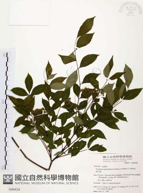 賊仔樹藏品圖，第1張