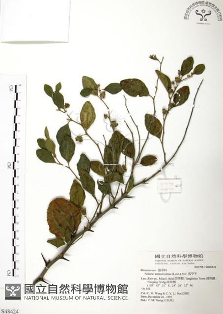 馬甲子藏品圖，第1張