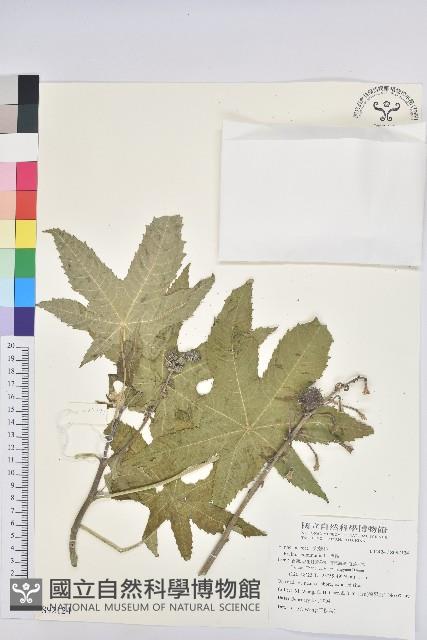 蓖麻藏品圖，第1張