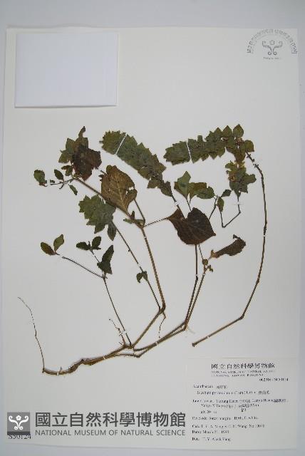 賽山藍藏品圖，第1張