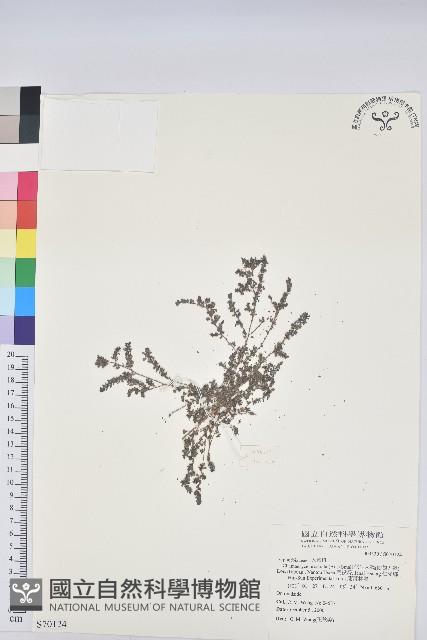 伏生大戟藏品圖，第1張