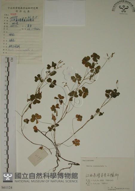 酢漿草藏品圖，第1張