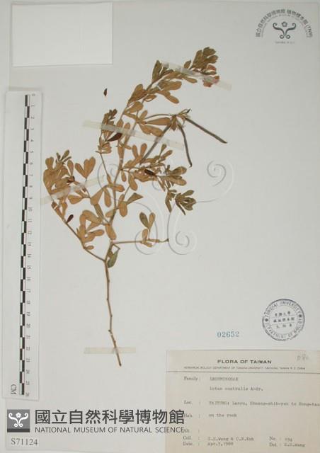 蘭嶼百脈根藏品圖，第1張