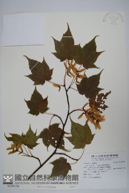 臺灣紅榨槭藏品圖，第1張