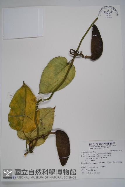 臺灣牛嬭菜藏品圖，第1張