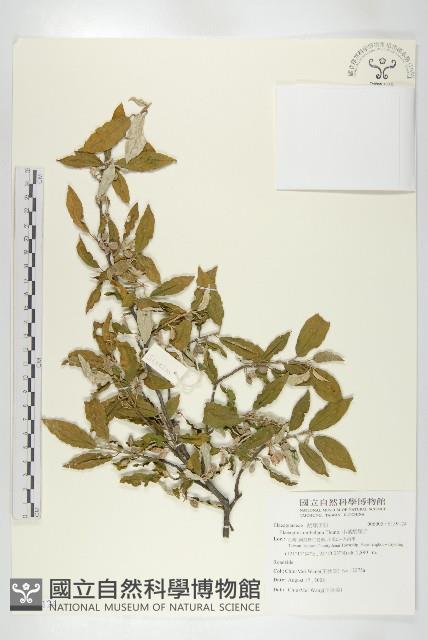 小葉胡頹子藏品圖，第1張