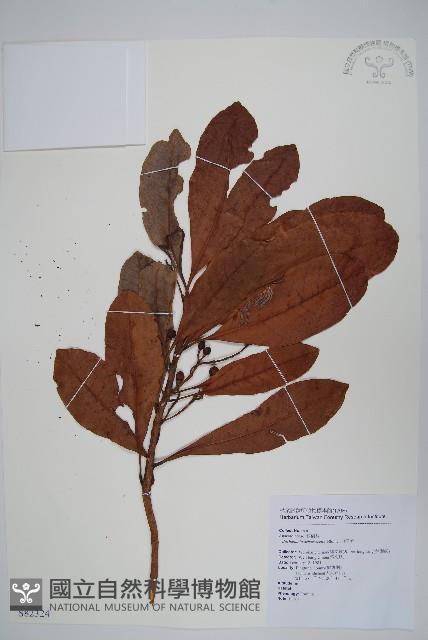 山檨子藏品圖，第1張