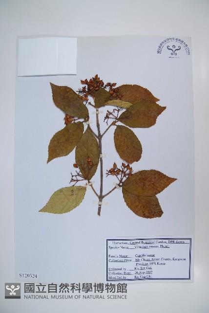 松田氏莢迷、宜昌莢迷藏品圖，第1張