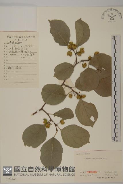 南蛇藤藏品圖，第1張