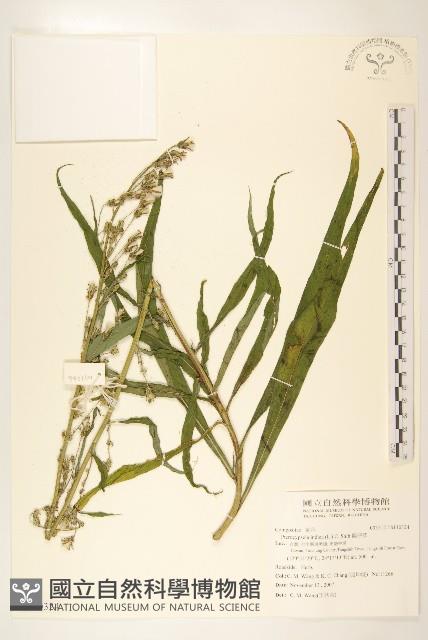 鵝仔草藏品圖，第1張