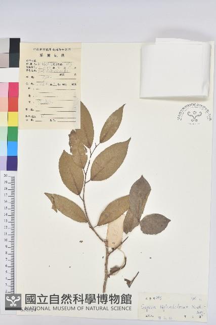 登錄號:S030324藏品圖，第1張