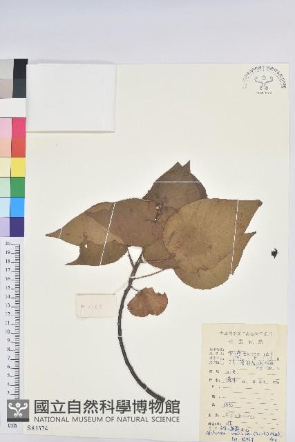 紅背山麻桿藏品圖，第1張