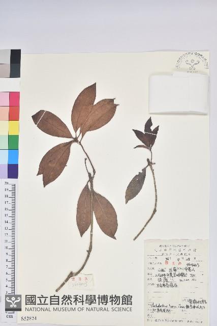 彎蒴杜鵑藏品圖，第1張