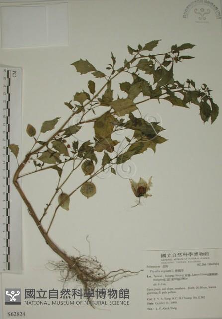 燈籠草藏品圖，第1張