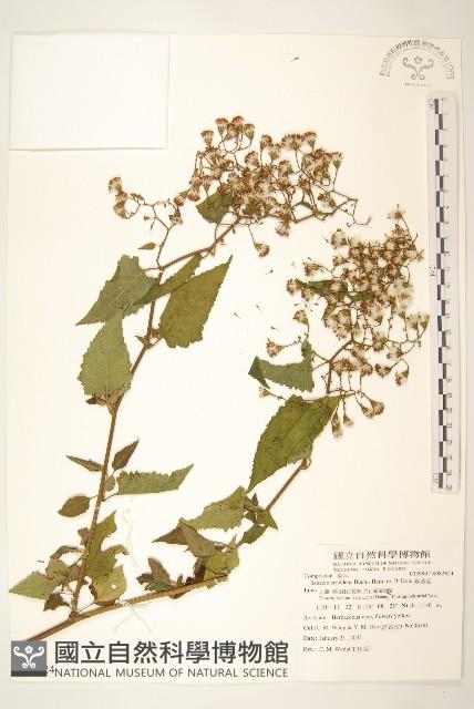 蔓黃菀藏品圖，第1張