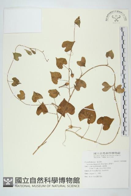 野牽牛藏品圖，第1張