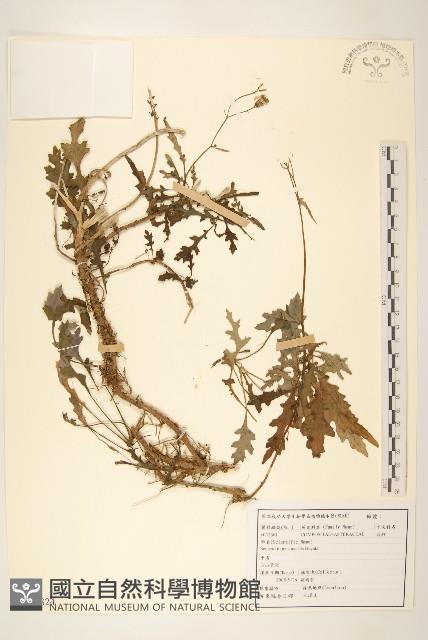 玉山黃菀藏品圖，第1張