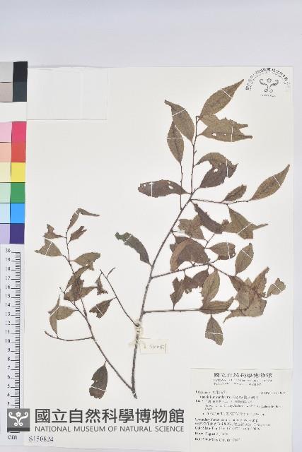 巒大越橘藏品圖，第1張