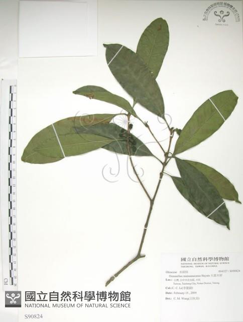 大葉木犀藏品圖，第1張