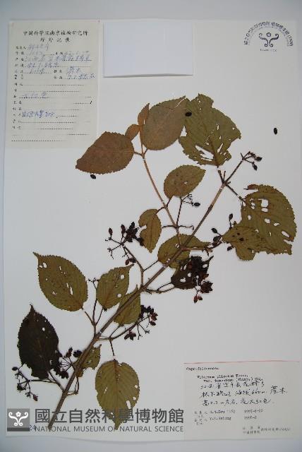 蝴蝶莢迷藏品圖，第1張