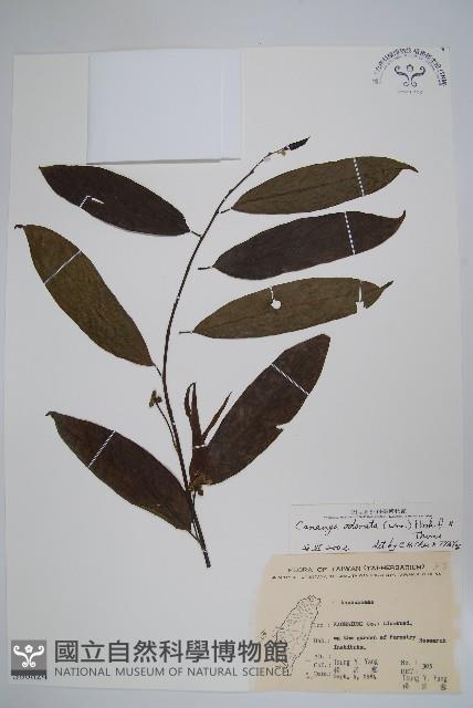 香水樹藏品圖，第1張