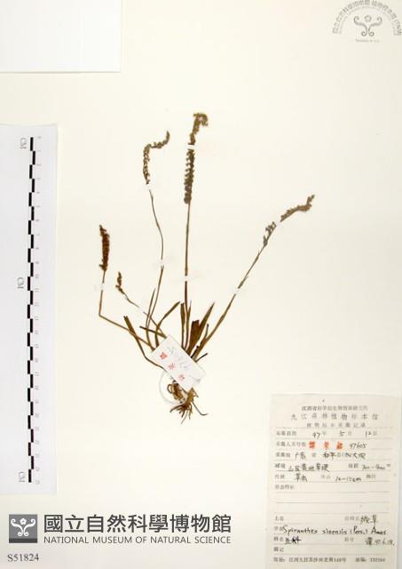 綬草藏品圖，第1張